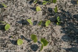 Maianthemum canadense sterile plants.jpg