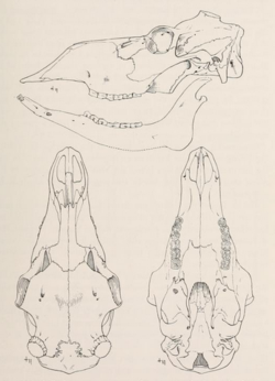 Mammals of northern Alaska on the Arctic slope (1956) Rangifer arcticus groenlandicus skull.png