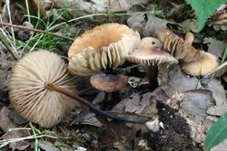 Marasmius cohaerens 20070812wa.JPG