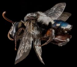 Mesoplia azurea, male, side 2012-06-18-17.28.12 ZS PMax.jpg