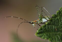 Mexican Bush Katydid - Flickr - siamesepuppy.jpg