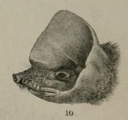 Mormopterus kalinowskii illustration.jpg