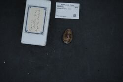 Naturalis Biodiversity Center - RMNH.MOL.186261 1 - Zonaria picta (Gray, 1824) - Cypraeidae - Mollusc shell.jpeg