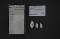 Naturalis Biodiversity Center - RMNH.MOL.213025 - Ancilla eburnea (Deshayes, 1830) - Olividae - Mollusc shell.jpeg
