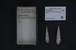 Naturalis Biodiversity Center - RMNH.MOL.226540 - Perirhoe circumcincta (Deshayes, 1857) - Terebridae - Mollusc shell.jpeg
