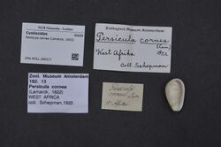 Naturalis Biodiversity Center - ZMA.MOLL.360317 - Persicula cornea (Lamarck, 1822) - Cystiscidae - Mollusc shell.jpeg