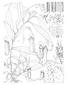 Nepenthes cid botanical illustration.jpg