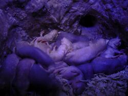 Nest of naked mole rats.jpg