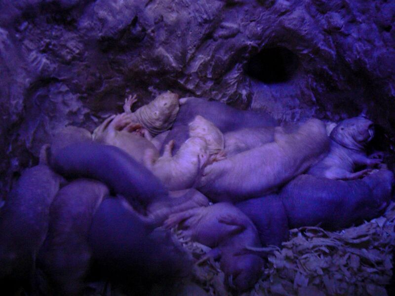 File:Nest of naked mole rats.jpg