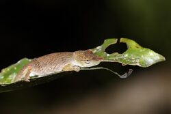 Nose-horned chameleon (Calumma nasutum) female Andasibe.jpg