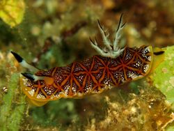 Nudibranch - Halgerda tessellata.jpg