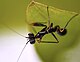 Nymph of Euantissa pulchra ant-mimic mantis.jpg