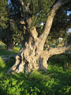 Old olive tree in Karystos, Euboia, Greece.jpg