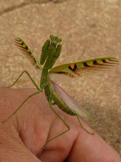 Omomantis zebrata 176238067.jpg