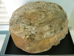 Omphalophloios fossil at the Museum of Paleontology in Cuenca, Spain.jpg