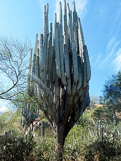 Pachycereus weberi (5758621851).jpg