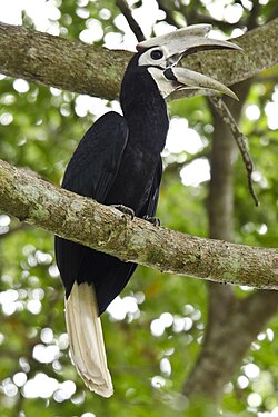 Palawan Hornbill.jpg