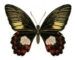 Papilio ambrax egipius.jpg
