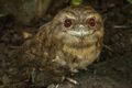 Papuan Frogmouth at Cairns-01 (23473731022).jpg