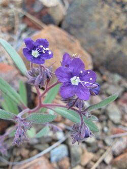 Phacelia greenei.jpg