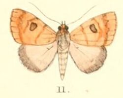 Pl.5-11-Plecoptera oculata (Moore, 1882) (Poaphila).JPG