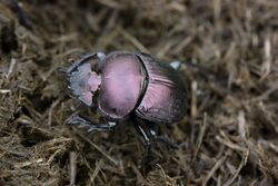 Plum dung beetle (Anachalcos convexus).jpg