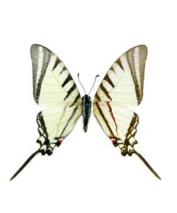 Protgraphium agesilaus.jpg