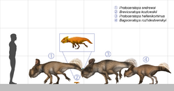 Protoceratopsidae size comparison.png