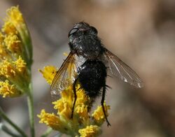 Pseudogonia.fasciata.jpg