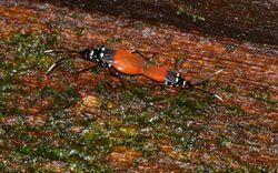 Pyrrhocorid Bugs (Dindymus pulcher) mating (23811414185).jpg