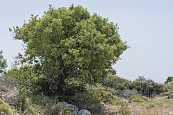 Quercus aucheri 125846710.jpg