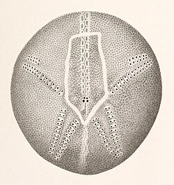 Résultats des campagnes scientifiques accomplies sur son yacht par Albert Ier - Fascicule XII (1898) planche 4 fig 9.jpg