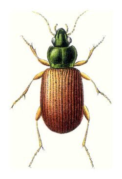 Reitter Pogonus luridipennis.jpg