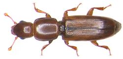 Rhizophagus depressus (Fabricius, 1792).jpg