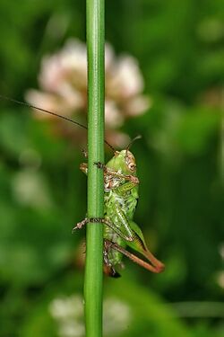 Roesels bush-cricket.jpg