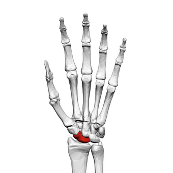Scaphoid bone (left hand) 01 palmar view.png