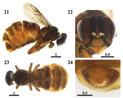 Scaura latitarsis (10.3897-zookeys.713.11653) Figures 21–24.jpg