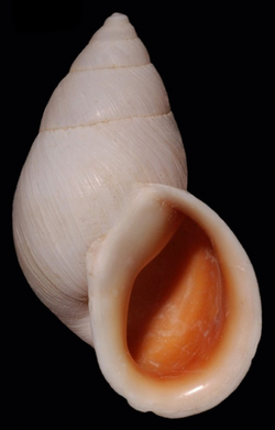 Scutalus phaeocheilus altoensis shell.png