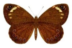 SeitzFaunaAfricanaXIIITaf28, Dira clytus.jpg