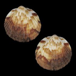 Shell Tucetona saggiecoheni.jpg