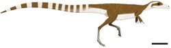 Sinosauropteryx color.jpg