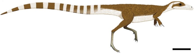 File:Sinosauropteryx color.jpg