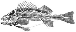 Skeleton of a bass.jpg