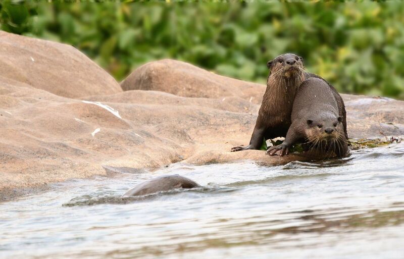File:Smooth-coated otter.jpg