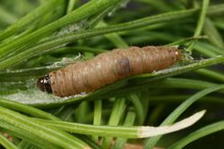 Spilonota laricana larva.jpg