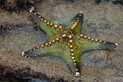 Starfish 01 (paulshaffner).jpg