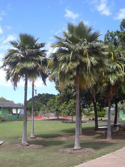 Starr 040318-0052 Pritchardia thurstonii.jpg