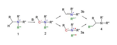 Stevens rearrangement reaction mechanism