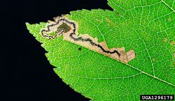 Stigmella mespilicola.jpg