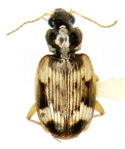 Tetragonoderus fasciatus Haldeman.jpg